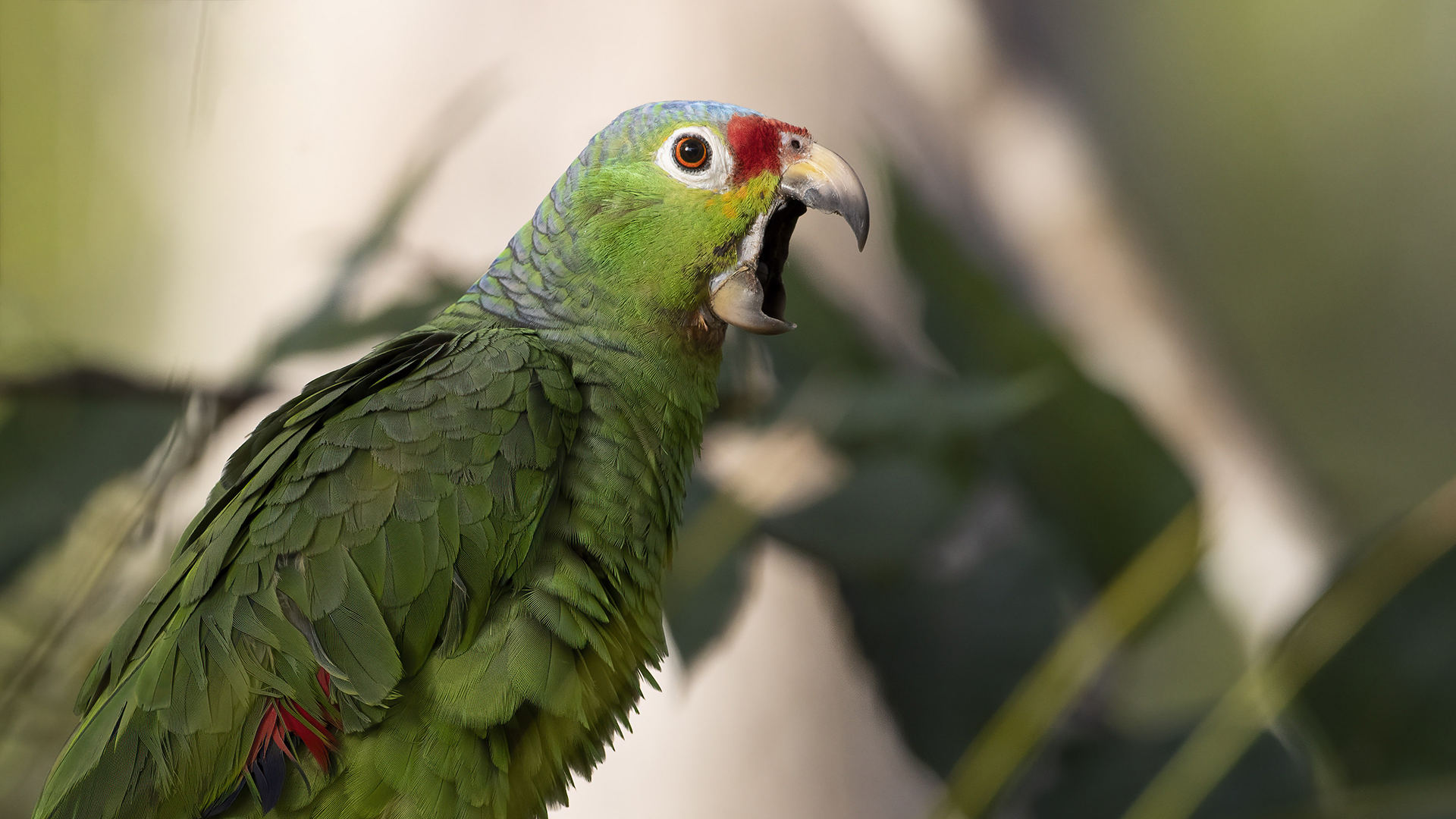 Red-lored Parrot